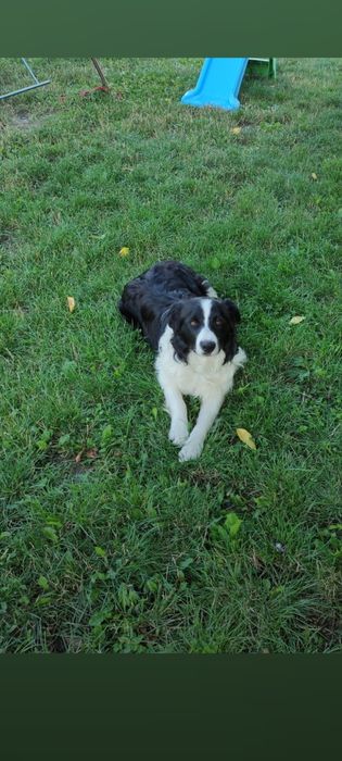 5 letni samiec border collie wykastrowany