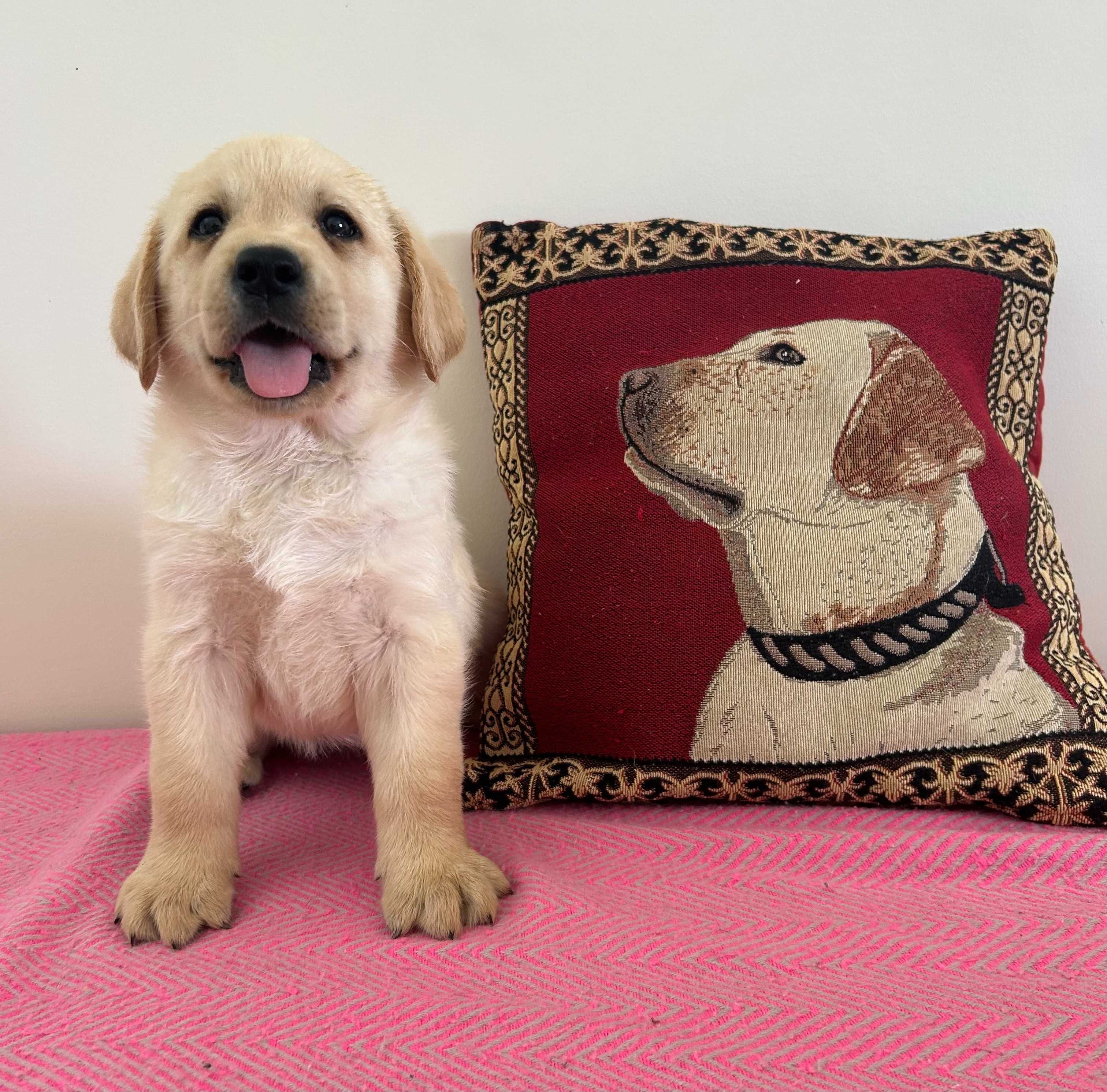 Labrador Retriever Fêmea filha de campeão de beleza