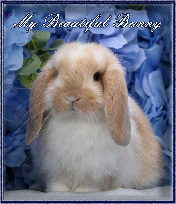 Mlody Krolik Mini Lop - Cream Butterfly