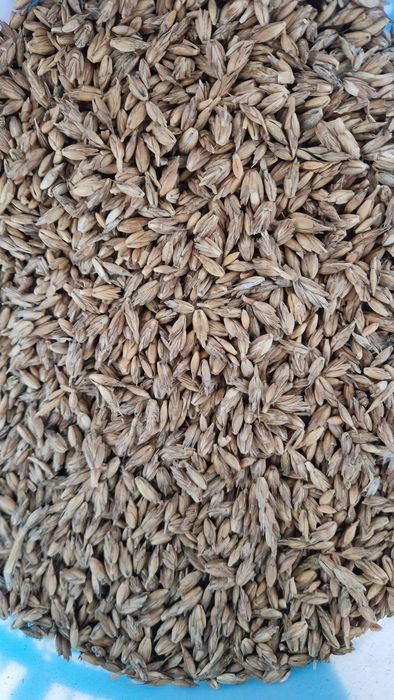 Samopsza,Orkisz,Płaskurka jara