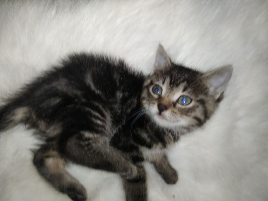 Пухнастий комочок щастя.