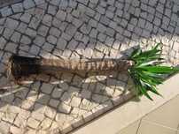 Vendo plantas Yuca