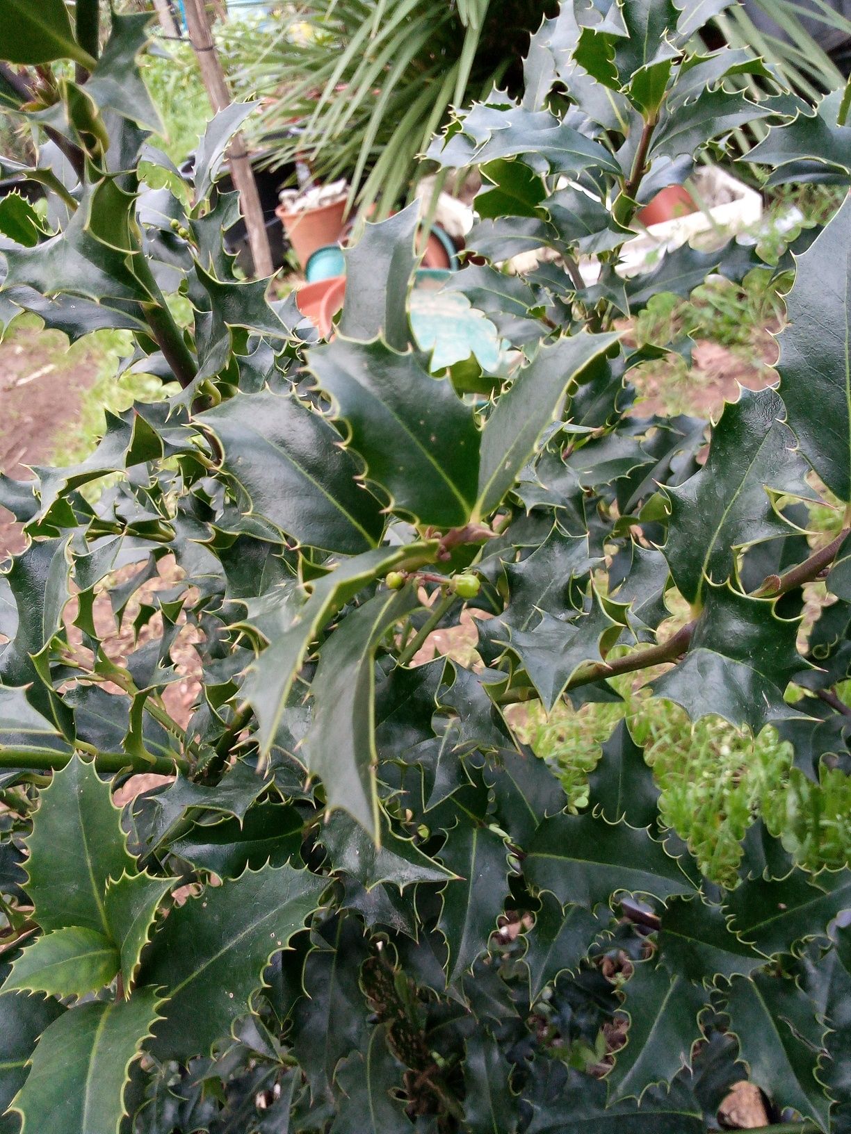Azevinho (Ilex Aquifolium)