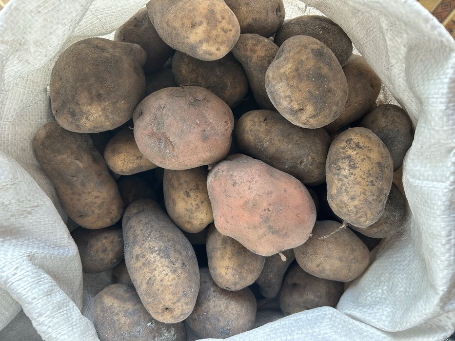 Продам картоплю велику