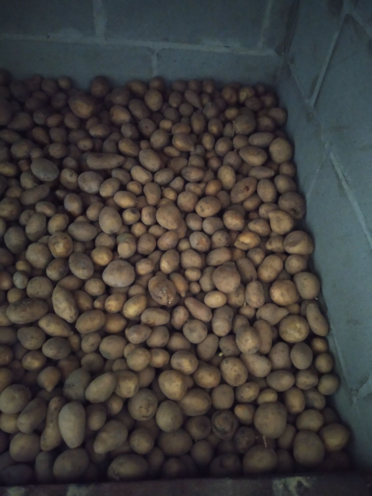Продам картоплю  насінну Тайфун сорт тайфун