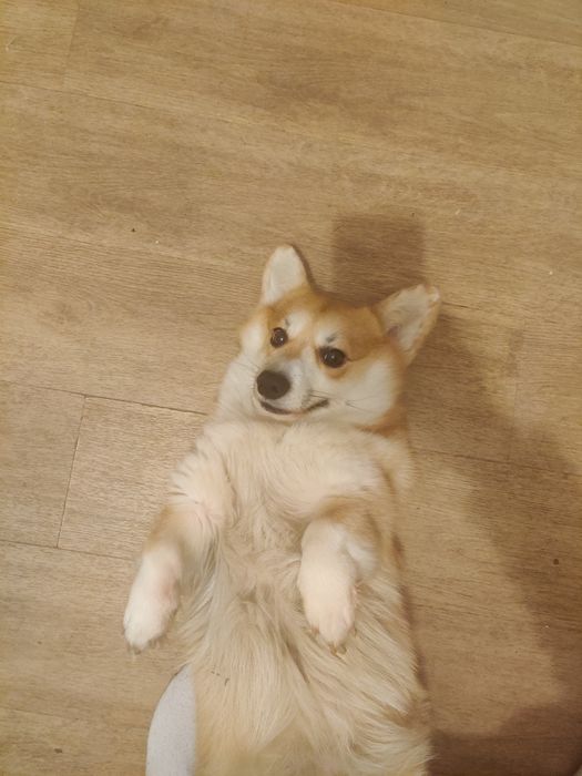 Корги кабель 1 вязка