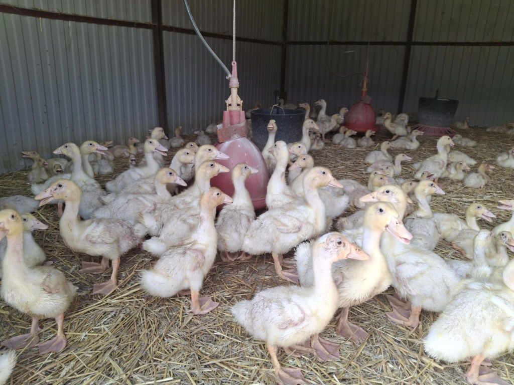 Kaczki mięsne Pekin Maximus, Mulard i Staropolska