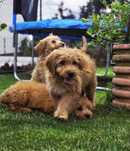 Goldendoodle piesek f1 standard i mini