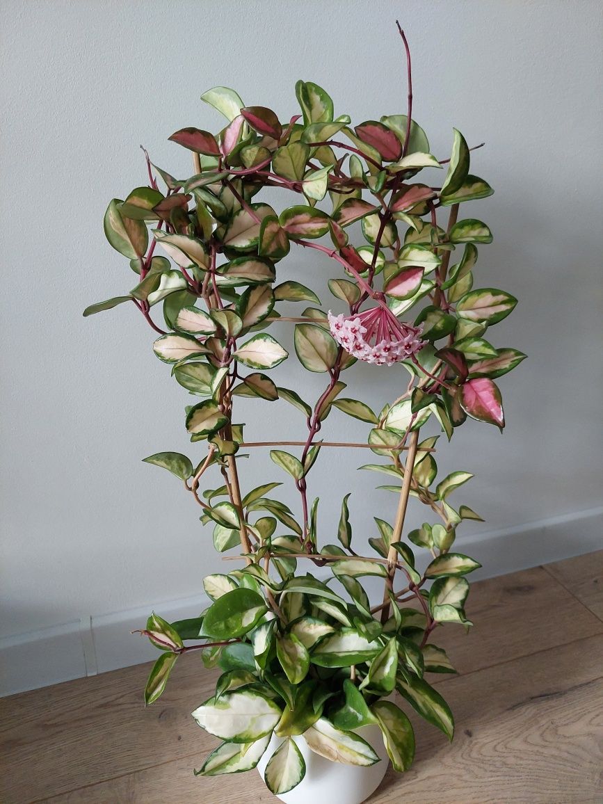 Hoya  carnosa crimson princess tricolor hydroponika