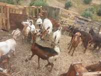 Rebanho 16 cabras