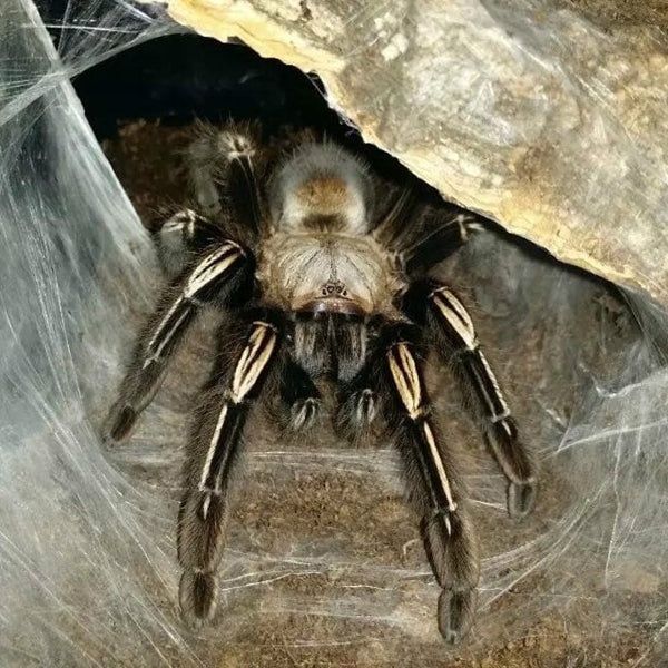 Pająk ptasznik Ephebopus murinus L3