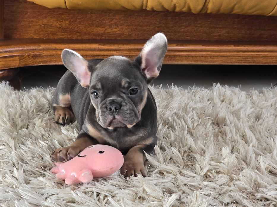 Buldog Francuski śliczna suczka Blue Tan