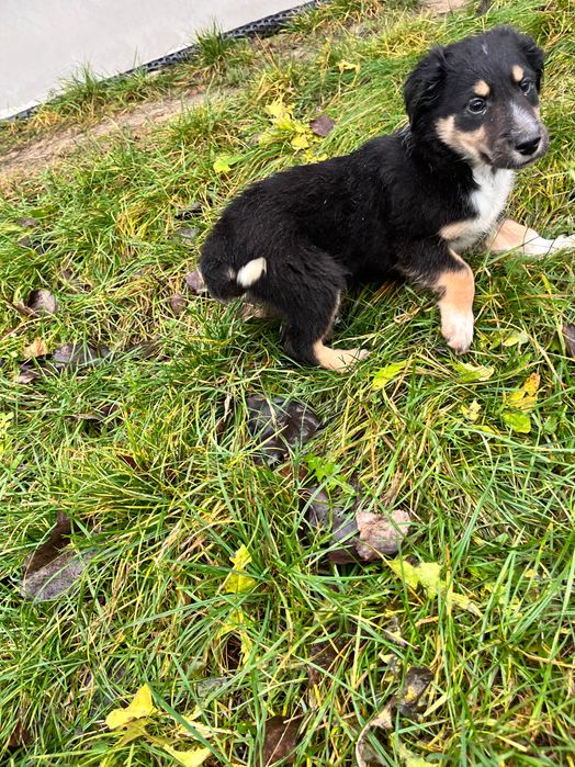 Oddam szczeniaki w dobre ręce