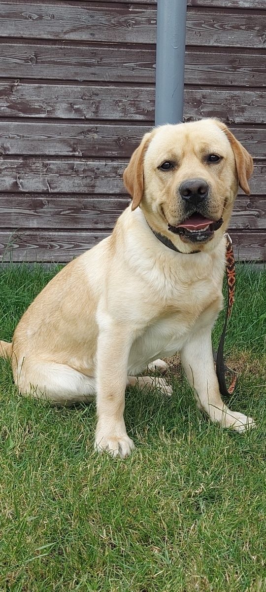Labrador Retriever - Gotowe do odbioru