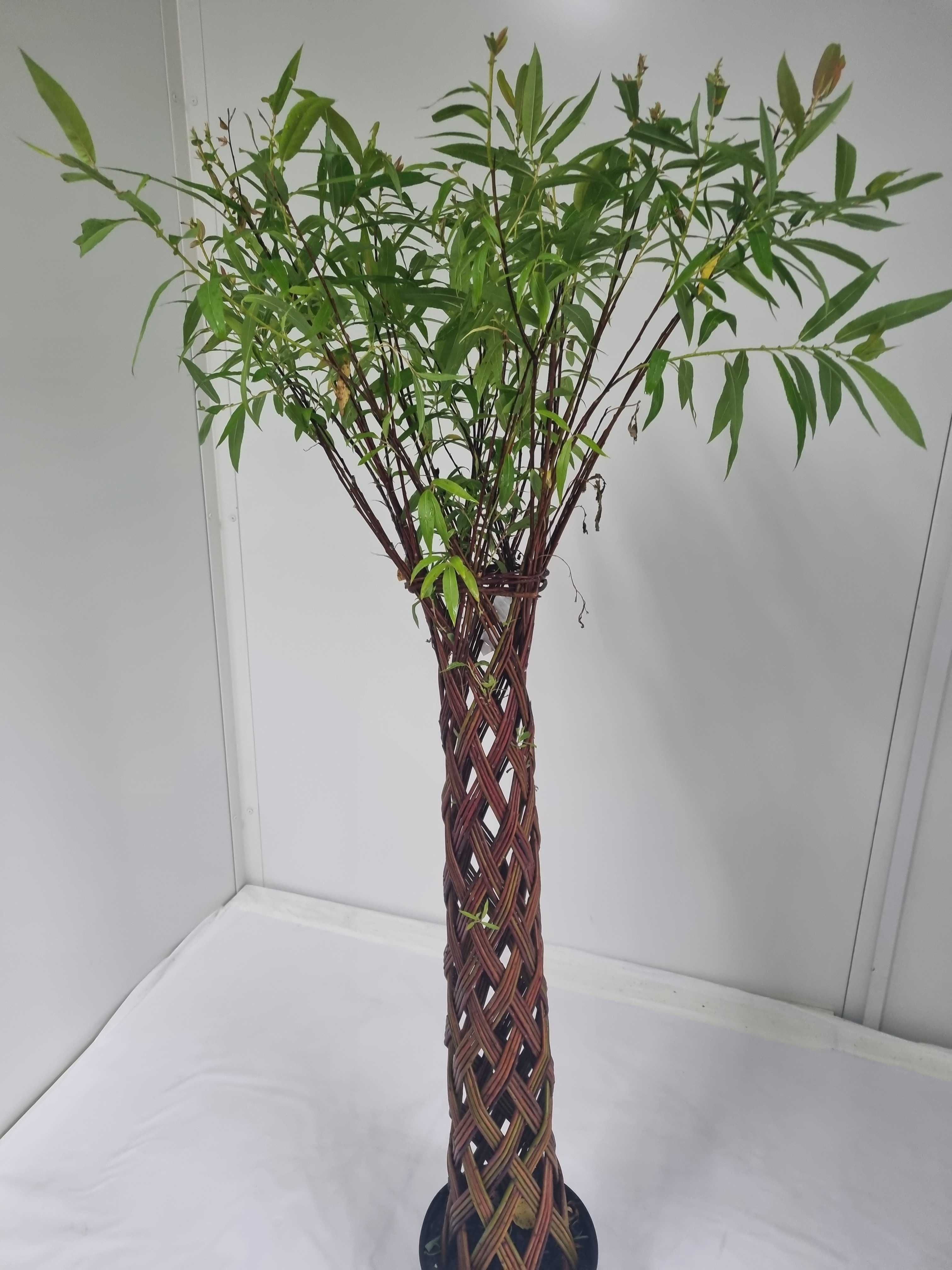 Wierzba Pleciona – Dekoracyjna Forma, Wys. 140 cm, Doniczka 5L