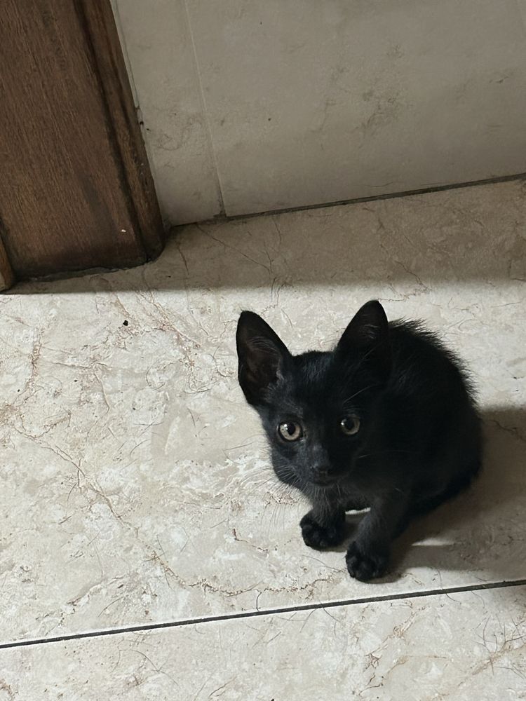 Gatinhos para adoção responsável