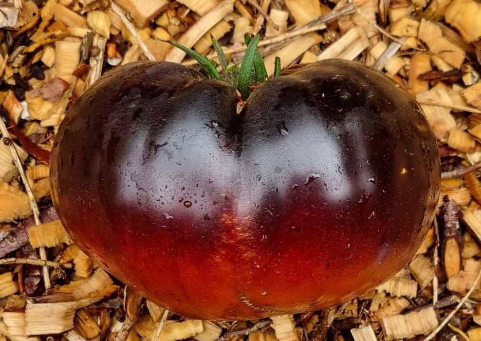 zestaw 20 odmian pomidorów kolorowych - nasiona kolekcjonerskie