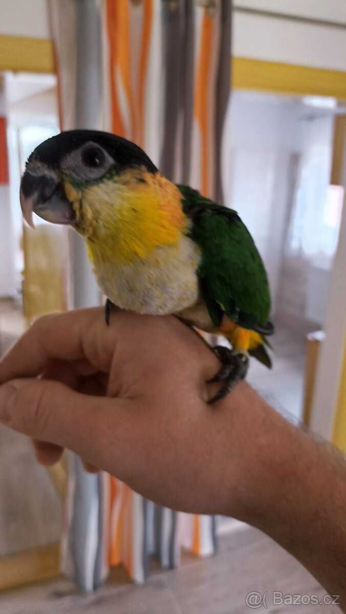 Чарівні папуги Каїк