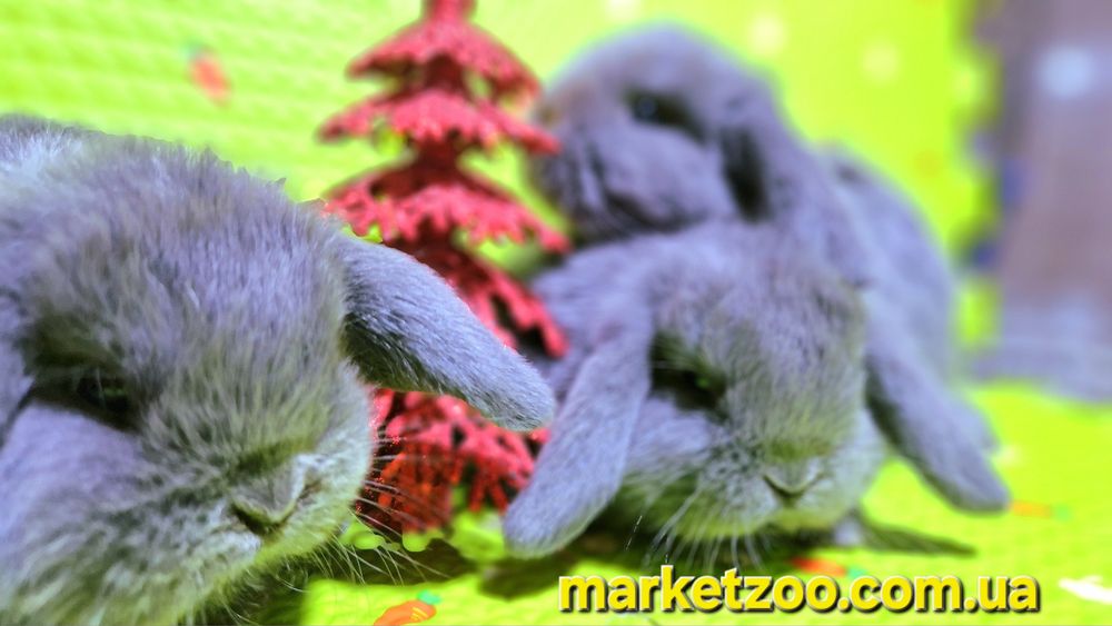 Ексклюзивна пропозиція для справжніх цінителів краси та ніжності!