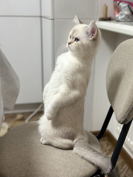 Котик шотландської породи