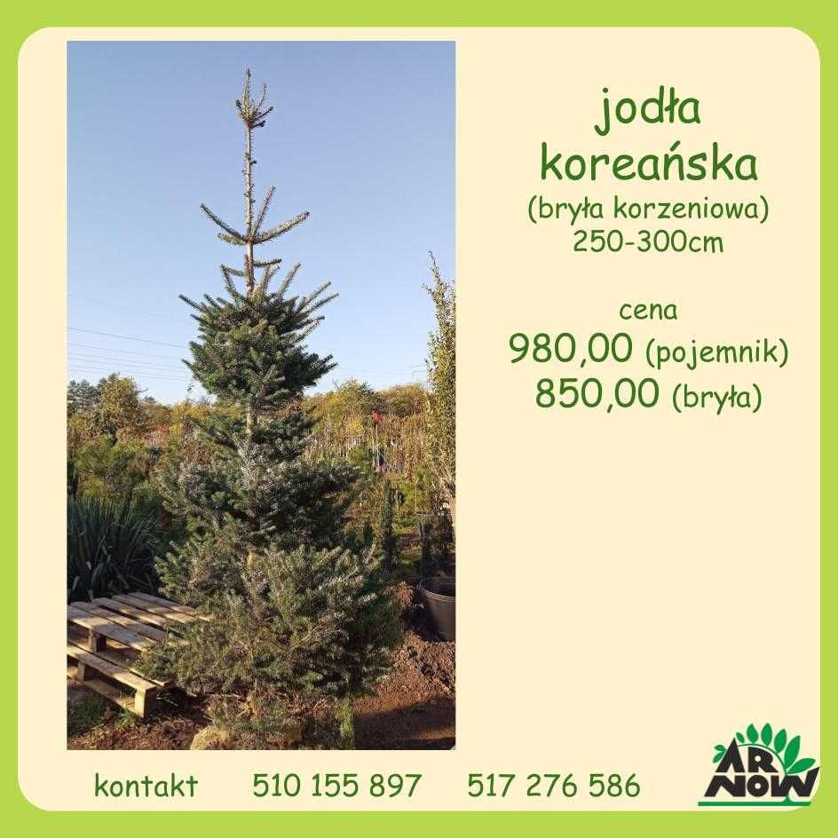 klon czerwony Somerset Acer rubrum