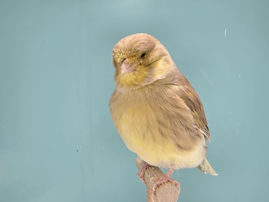 Kanarki gloster 2025 kanarek mini border fiorino - wysylka