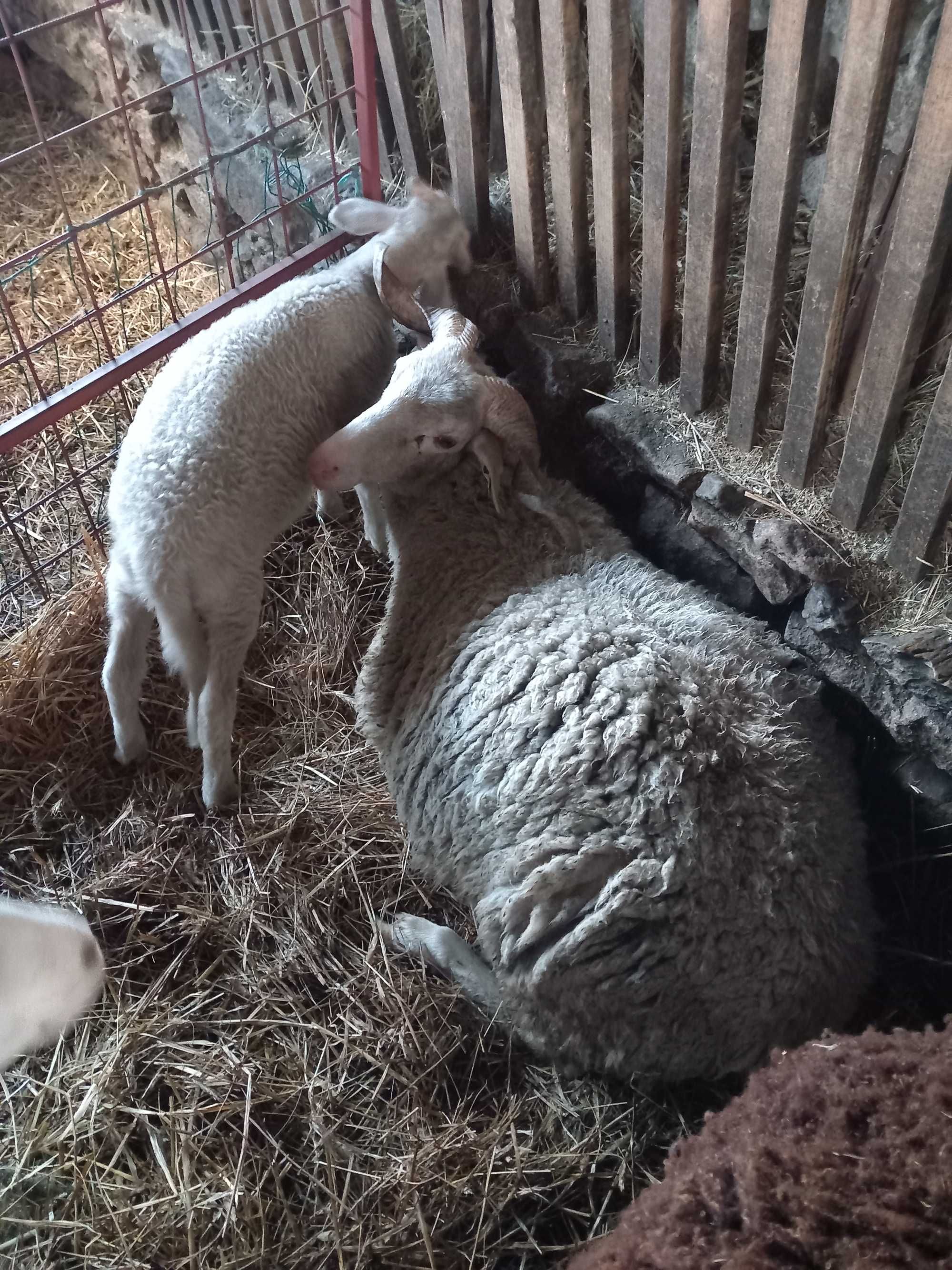 10 ovelhas novas + borregas/os, raça Bordaleira Serra da Estrela, MPB