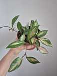 Hoya crimson princess hoja tricolor