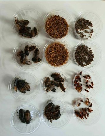 Świerszcz domowy, owady karmowe, karmówka