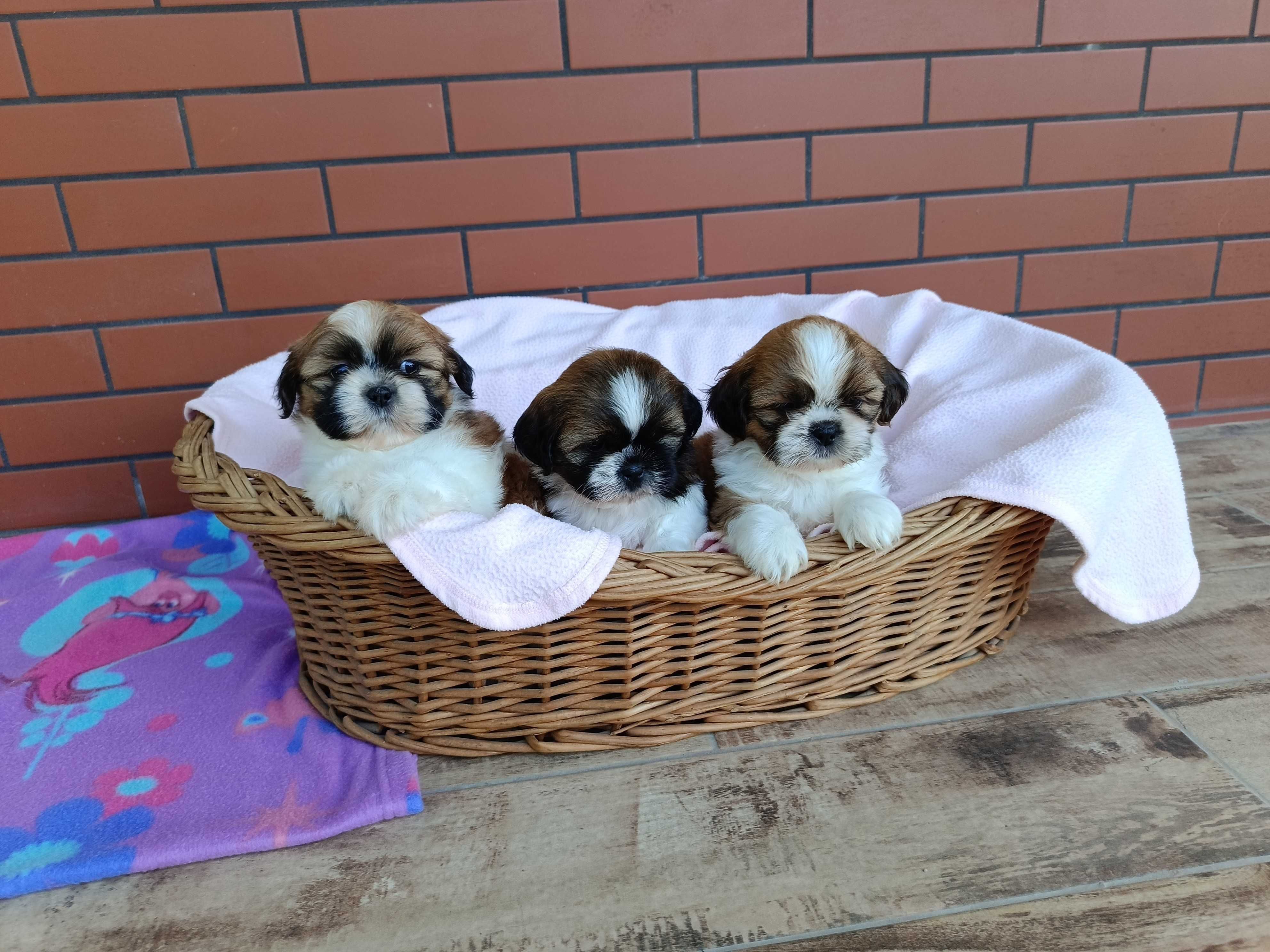 Shih Tzu piesek okolice Krakowa i Bochni