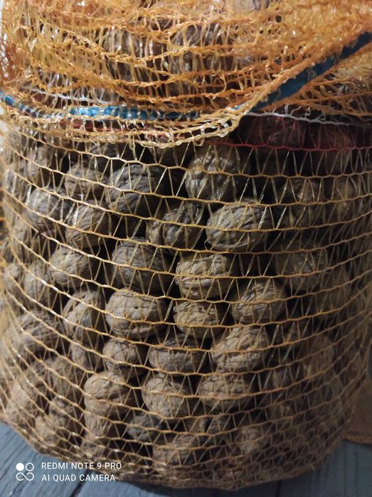 Orzechy włoskie 2025