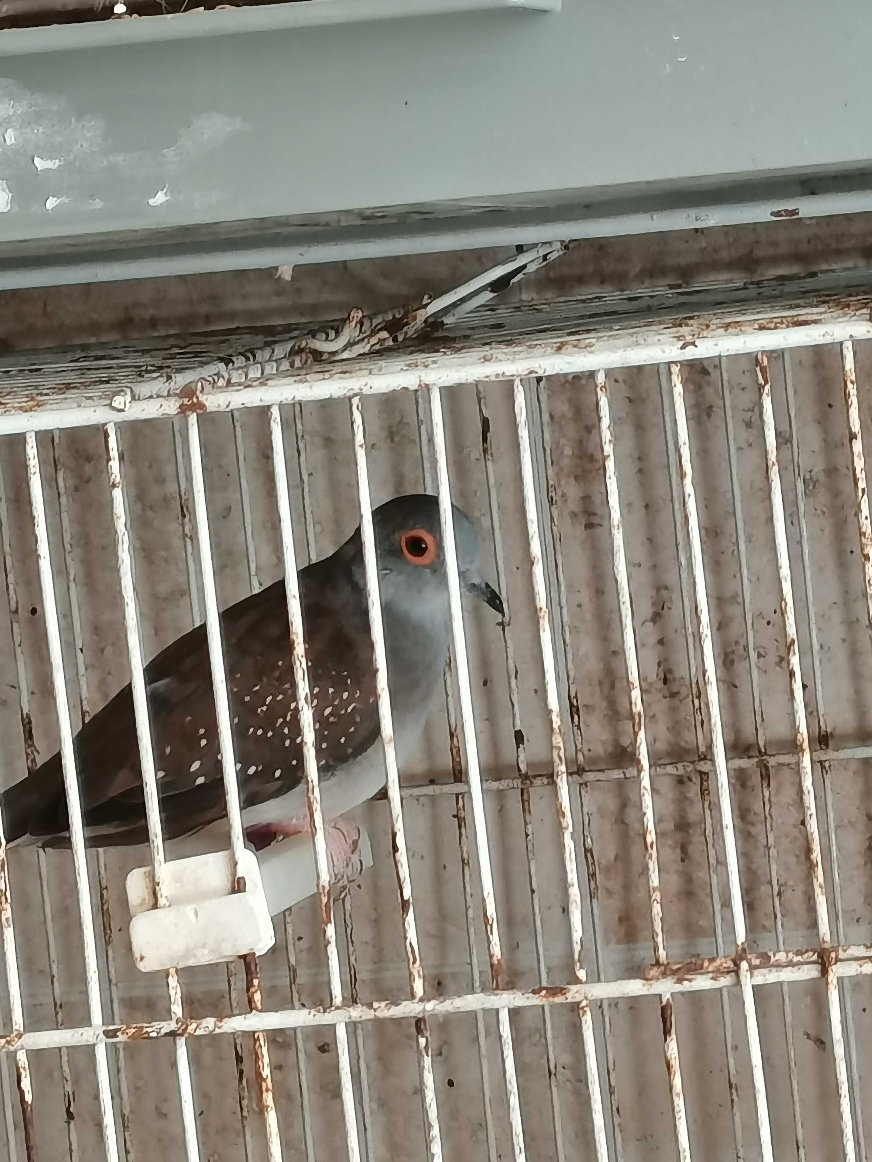 Aves rolas diamante