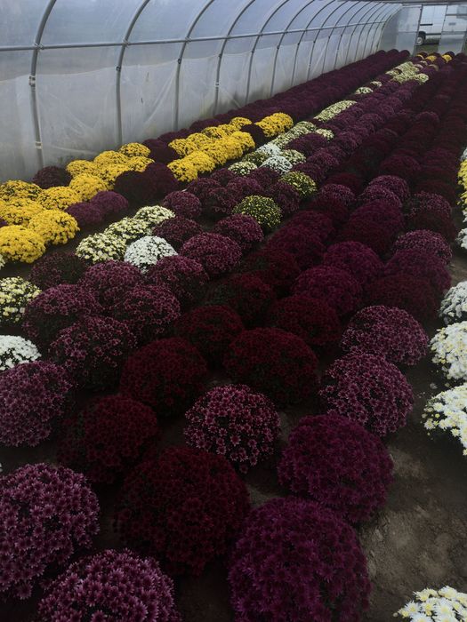 Chryzantemy wielokwiatowe i drobnokwiatowe