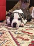 Samce amstaff. do odbioru. Ast. American staffordshire terrier