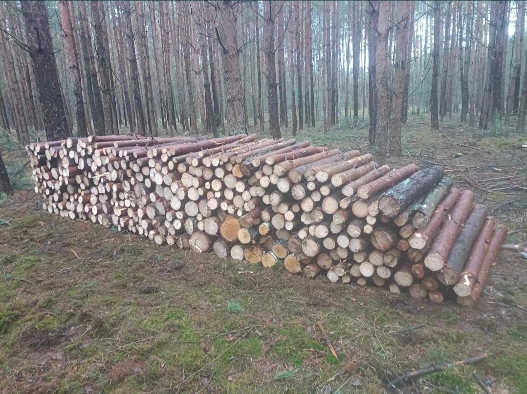 Brzoza sosna osika olcha drewno opałowe kominkowe ż.w.