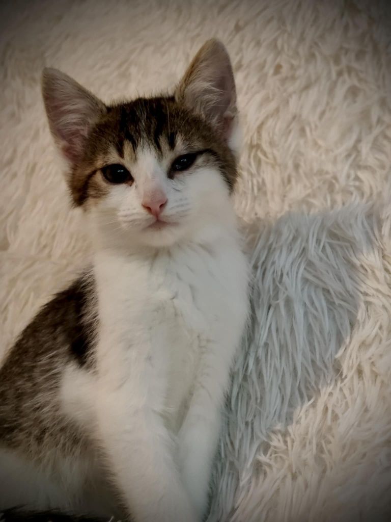 Adopcja balonika kiwaczek