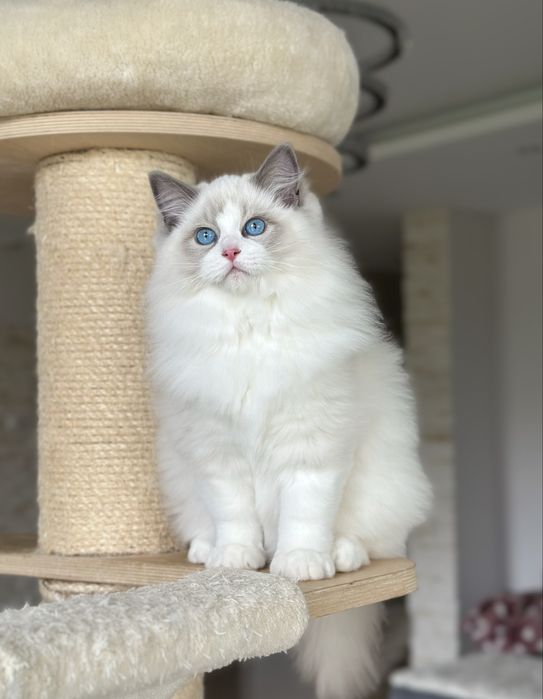 Śliczny kocurek ragdoll hodowlano wystawowy FIFE Fpl
