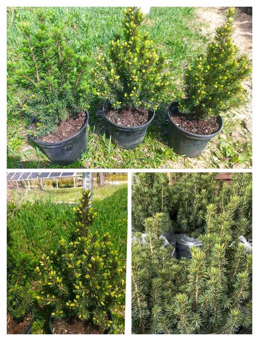 Ялинки: "Conica",  Дейзі Уайт, Десембер,  Барбарис,  Туя Рейнголд