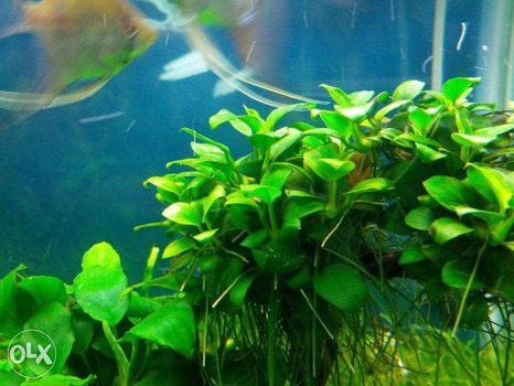 anubias nana PETIT RARYTAS