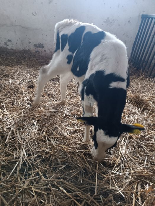 Jałoszka cielak Byczek