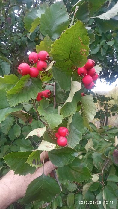 Саженцы боярышника, саженцы дуба