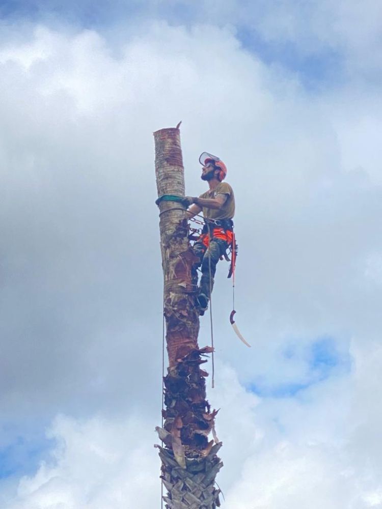 Corte e poda de árvores em altura