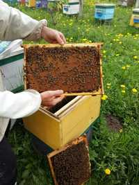 Бджолопакети в квітні ! Набираємо особисто !!! Якість гарантуємо