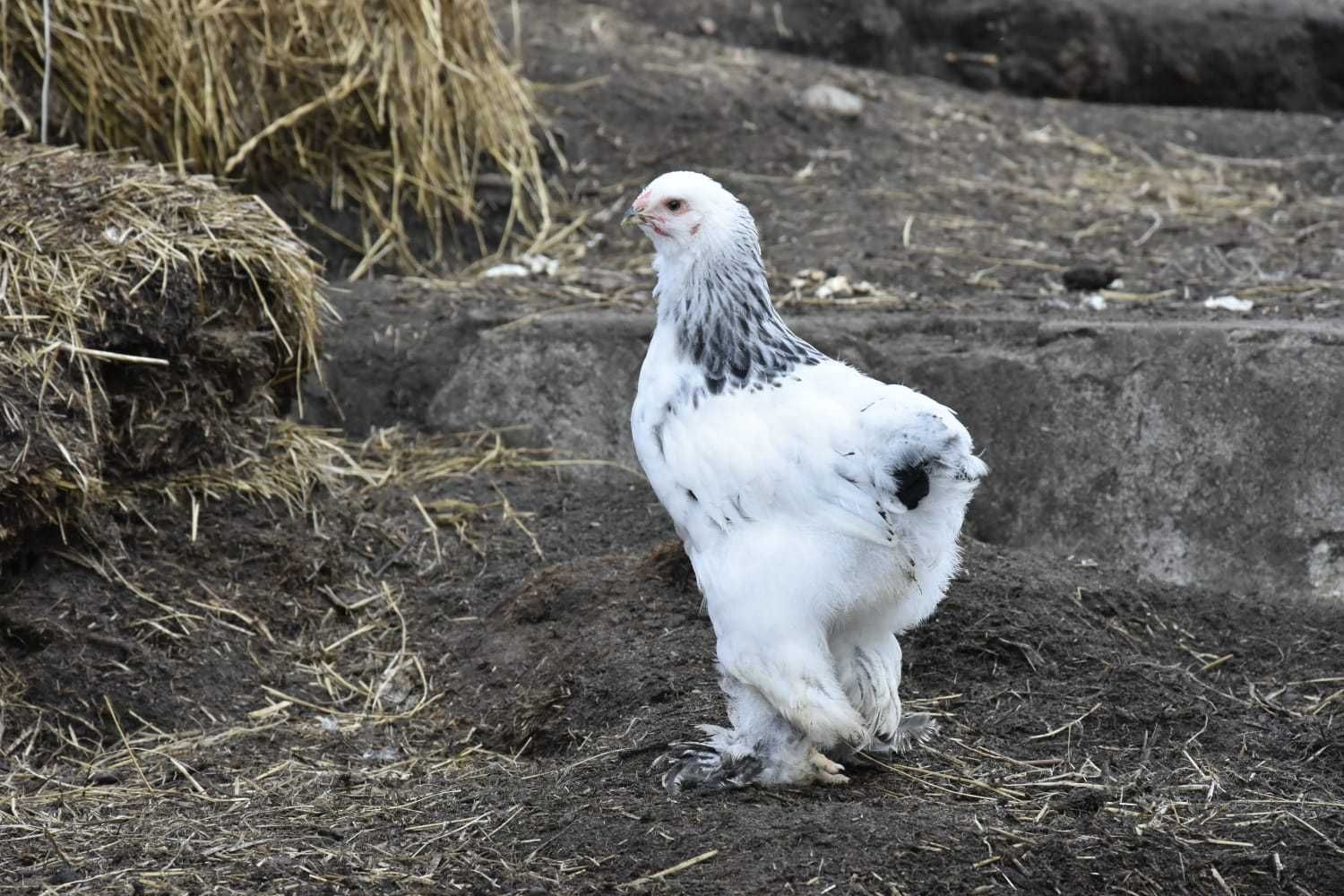 Kurczaki  Brahma Olbrzymia gronostajowa