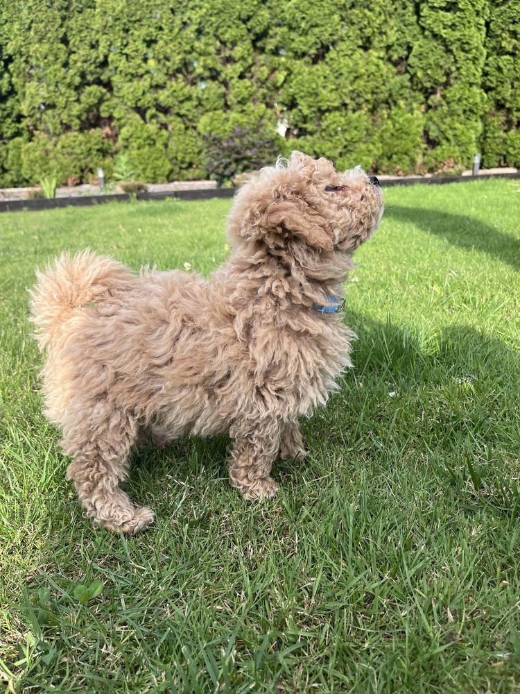 Bichpoo/Poochon/Maltipoo. Pudel/Bichon Frise