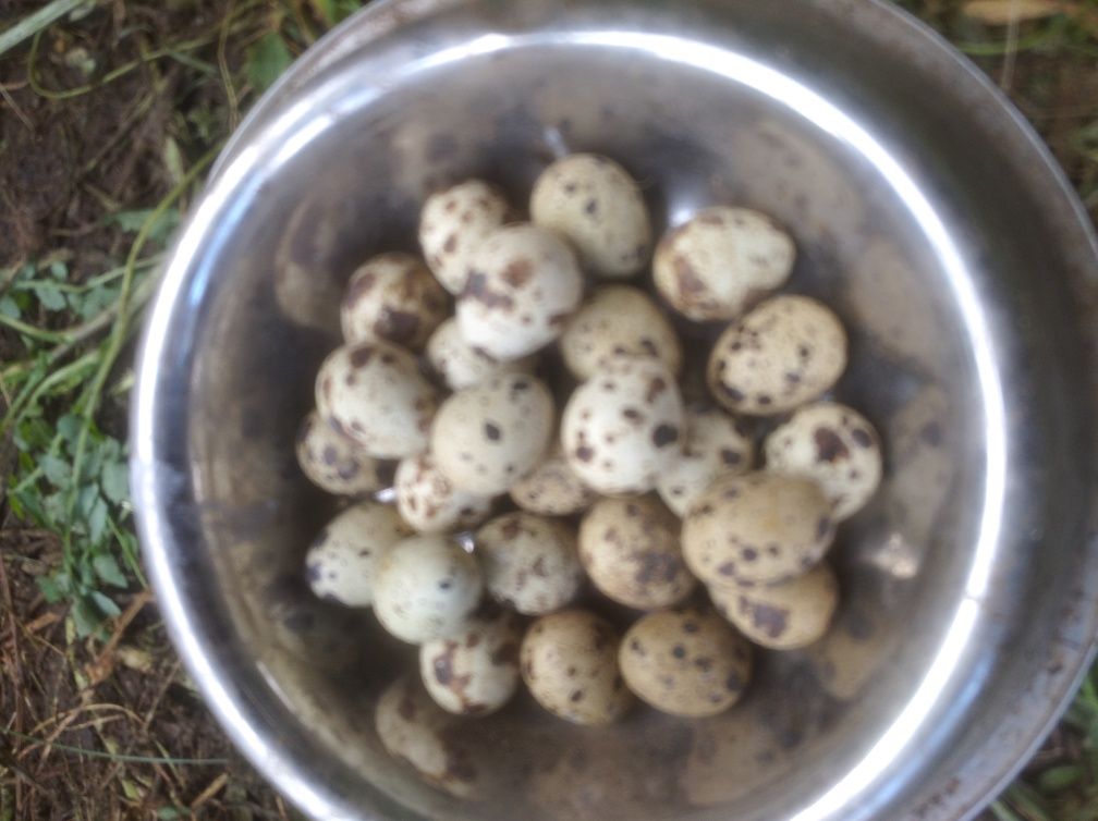 Ovos de codorniz