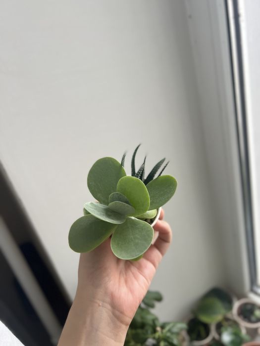 Набір сукулентів