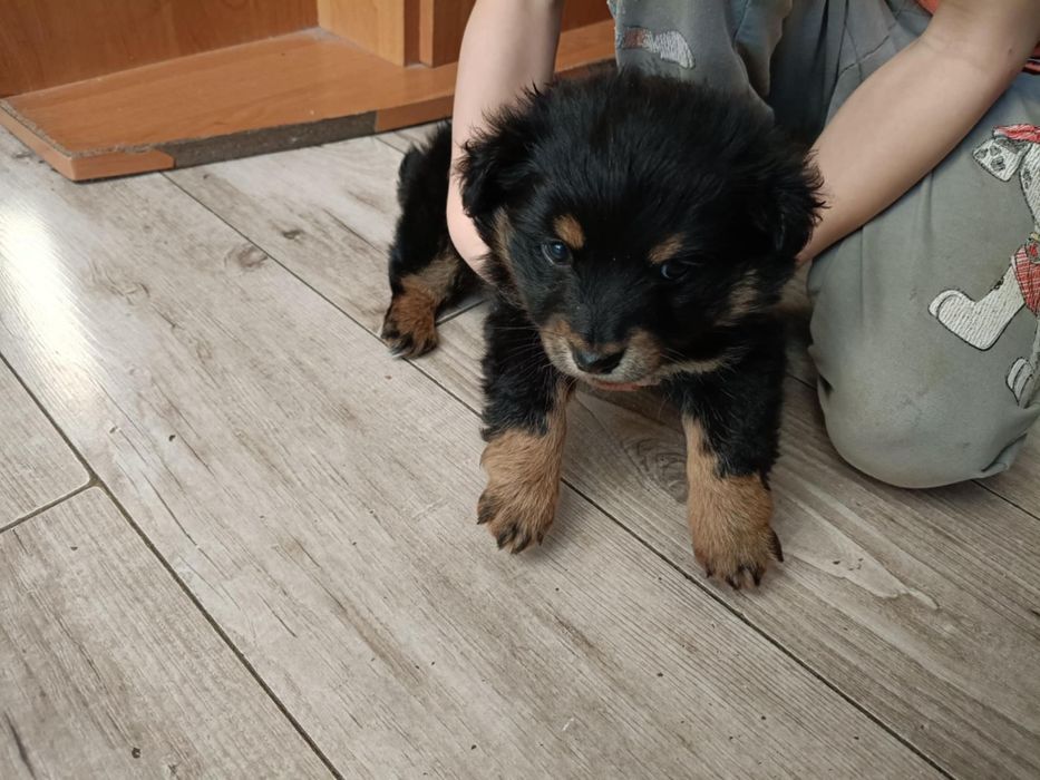 Oddam pieska w dobre ręce