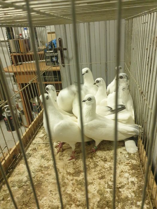 Gołębie ozdobne Winery