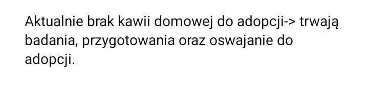 Świnka morska dom tymczasowy
